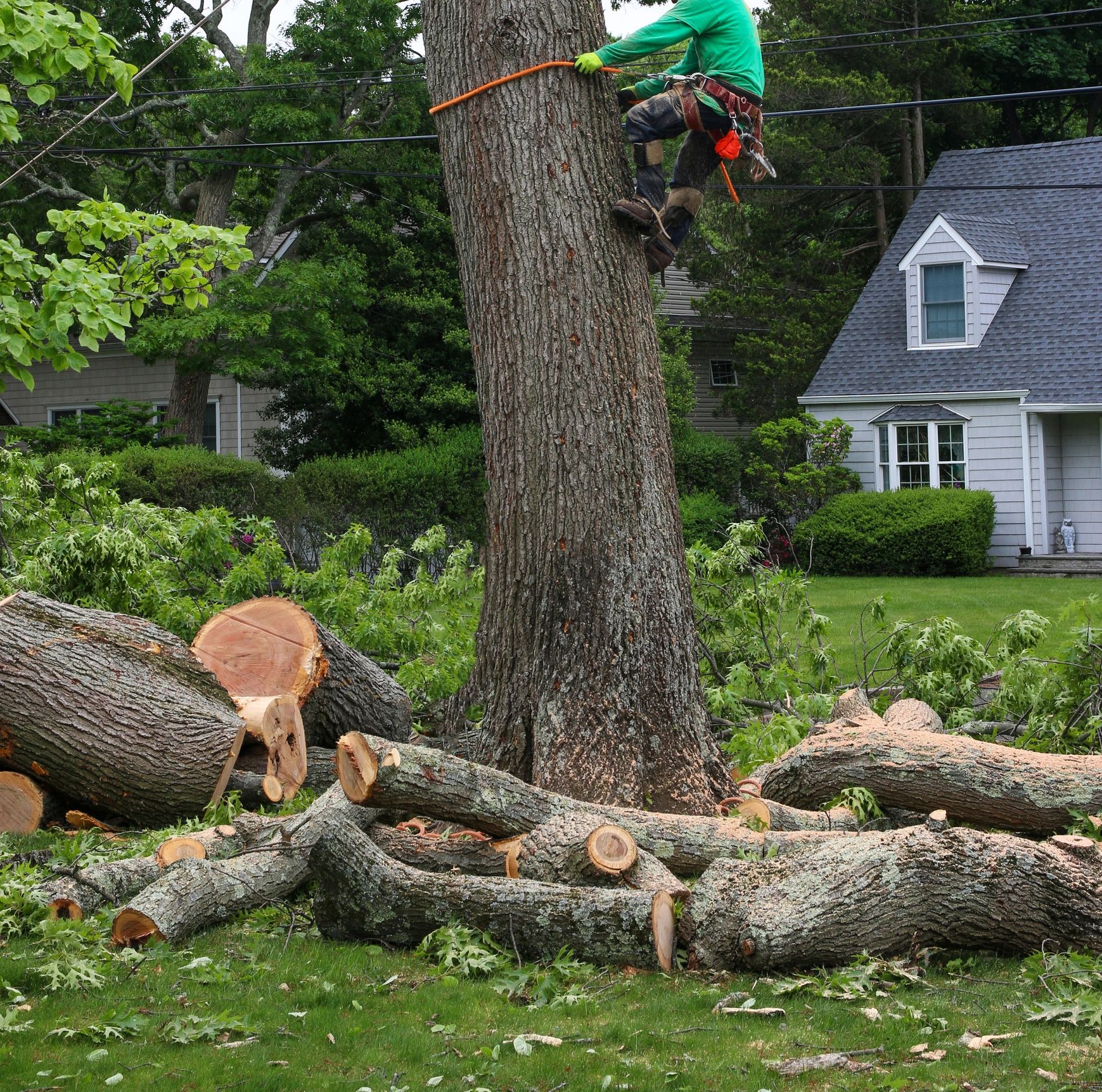Nardone Tree Service