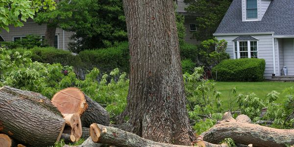 Tree Trimming in Lakeland & Ruskin, FL