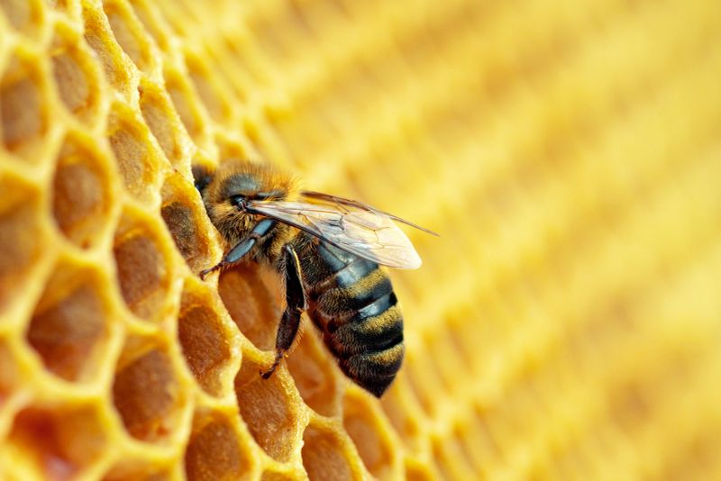 Macro photo of working bees on honeycombs. Beekeeping and honey production image.