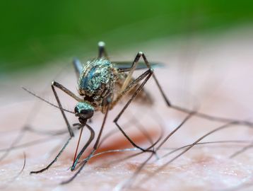 Close-up of a mosquito biting human skin.