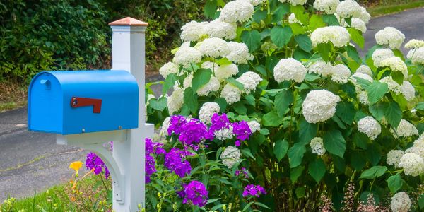 Blue mailbox next to white hydrangeas and purple flowers.