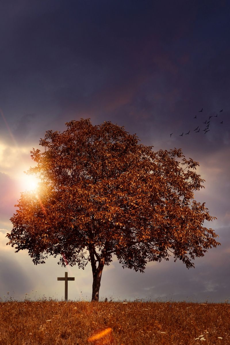 Tree and wooden cross at sunset