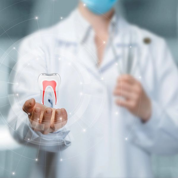 Dentist holding a digital tooth model showing internal structure.
