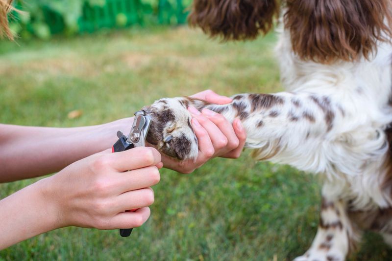 A young girl cuts the nails on the paws of an English Springer Spaniel dog. Dog sits patiently for grooming
