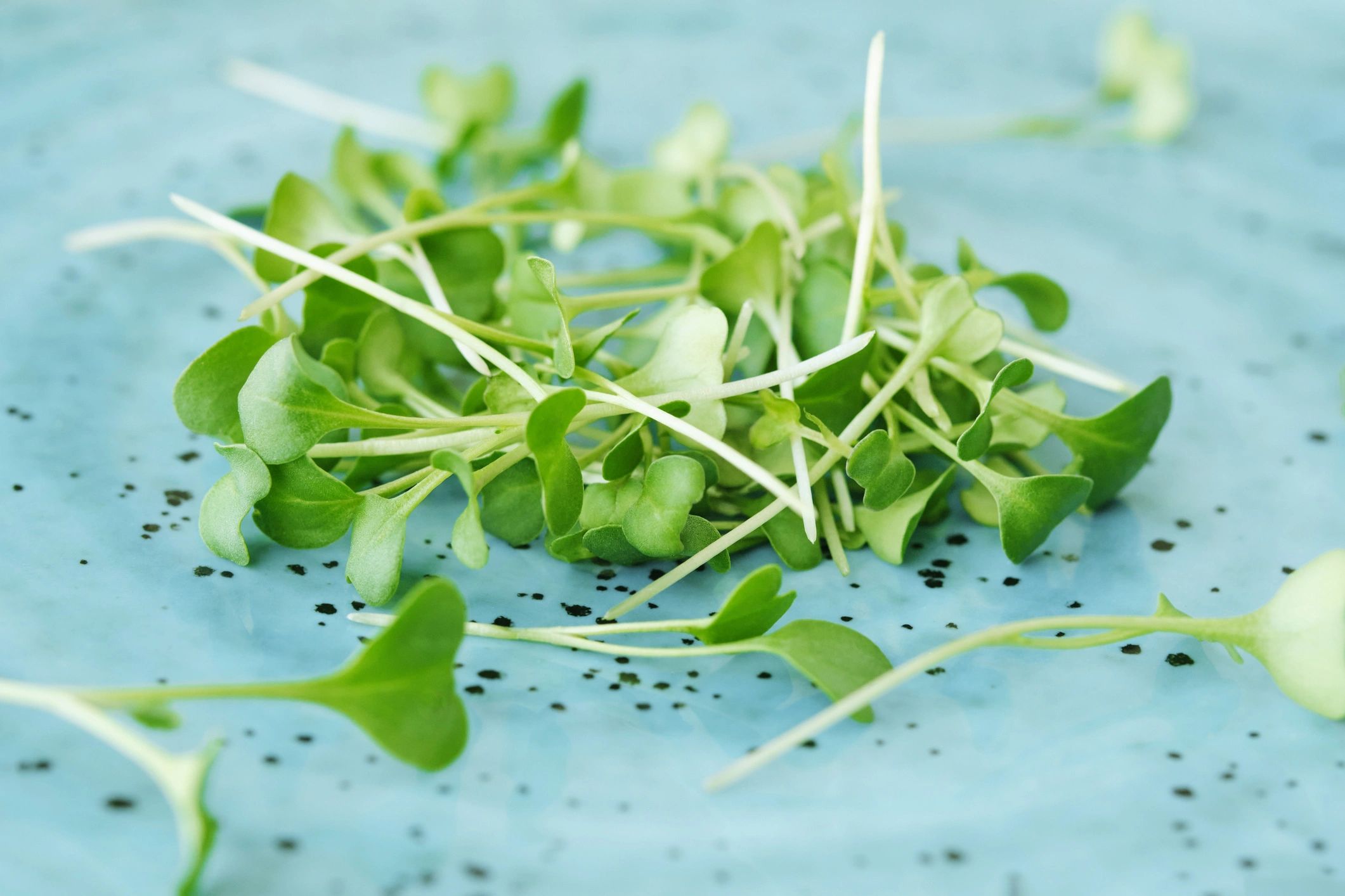 Super Simple Sprout