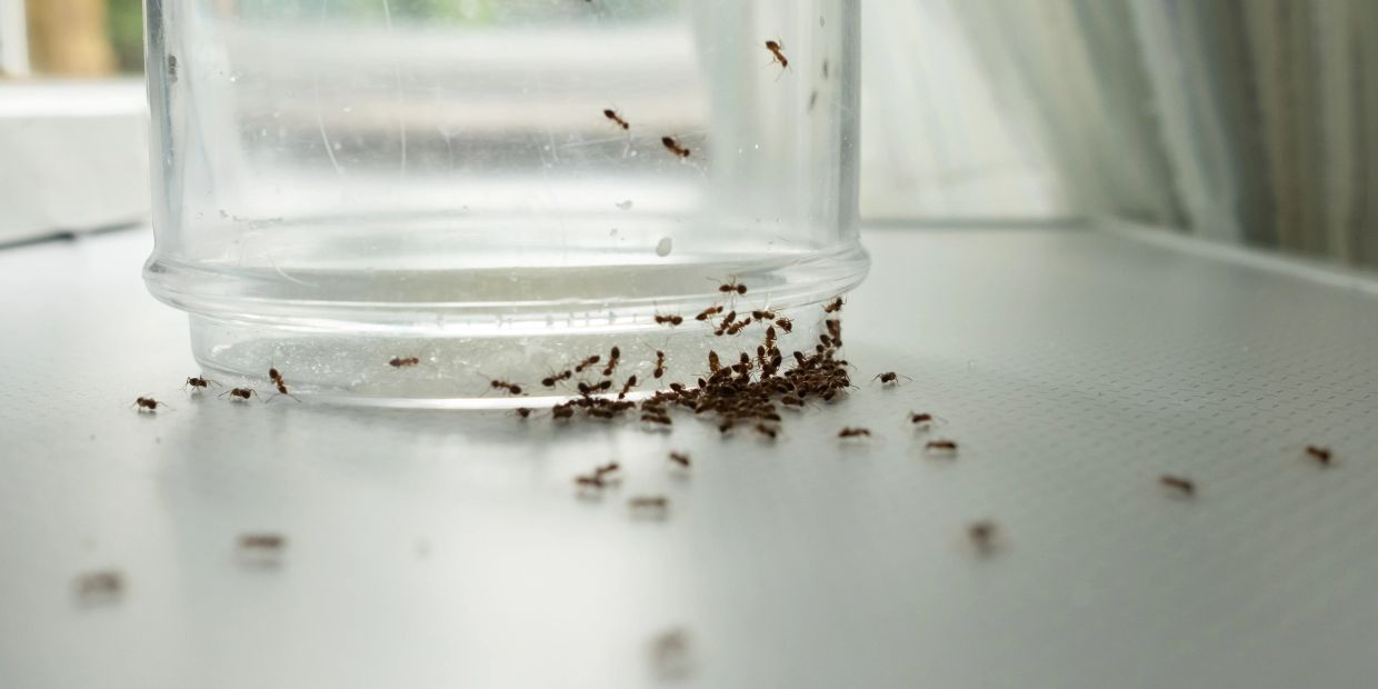 Ants gathered under a transparent container on a white surface.