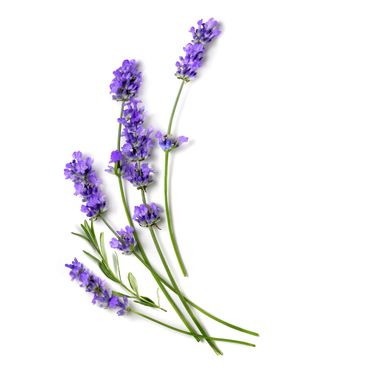 Sprigs of fresh purple lavender flowers on white background.