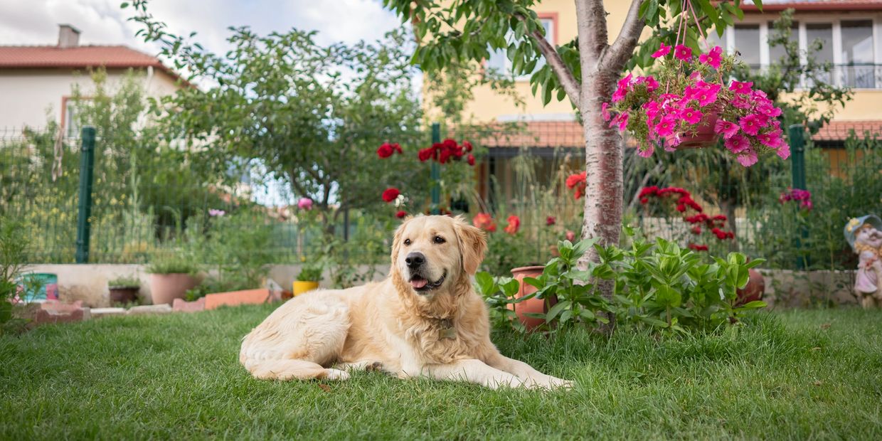 Golden Retriever lying on grass in a colorful garden.