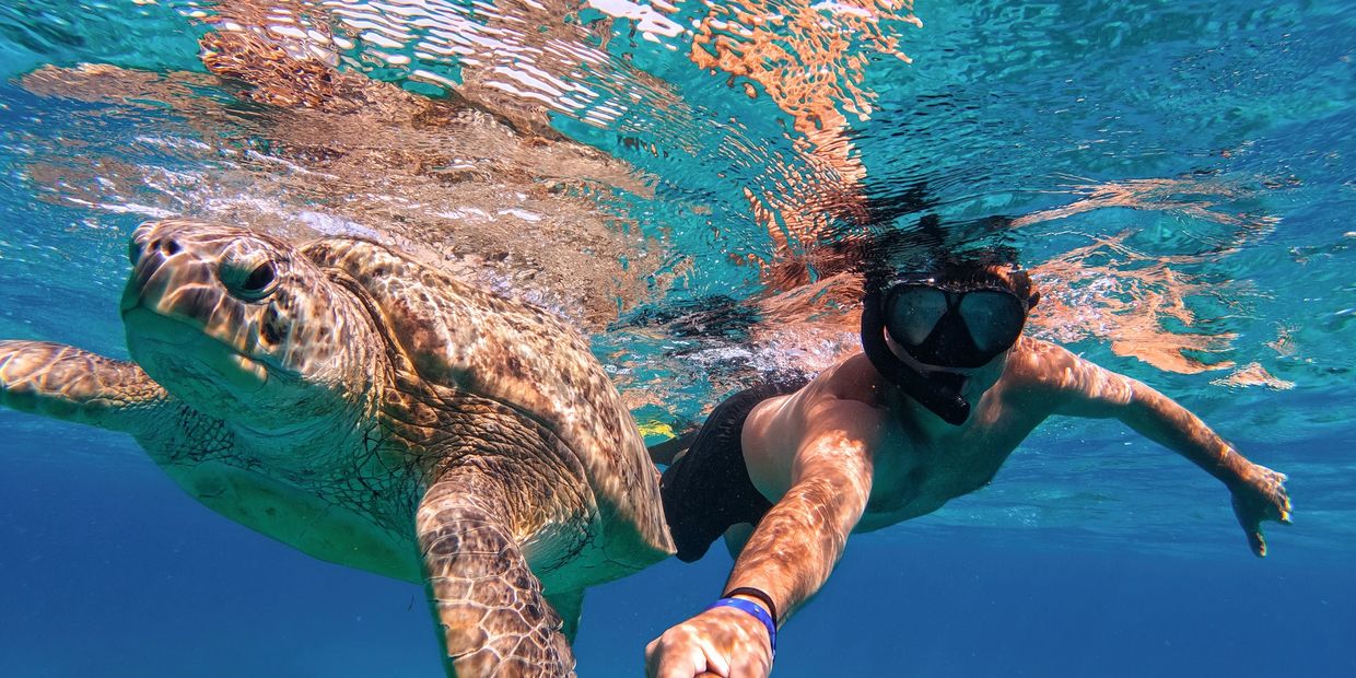 nado con tortugas en isla mujeres