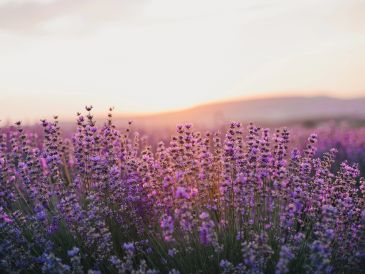 Lavender field at sunset.