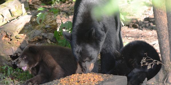Updating as we get more in
Totes of marshmallows
Syrup
Icing
Peanut butter
Wafers
Crackers