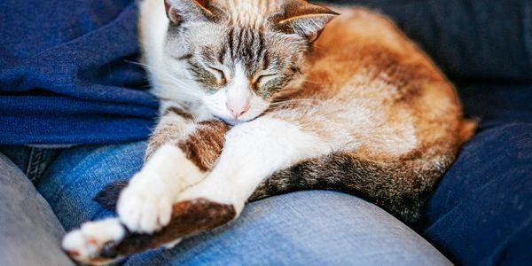 A cat peacefully sleeps on a person's lap wearing blue jeans.