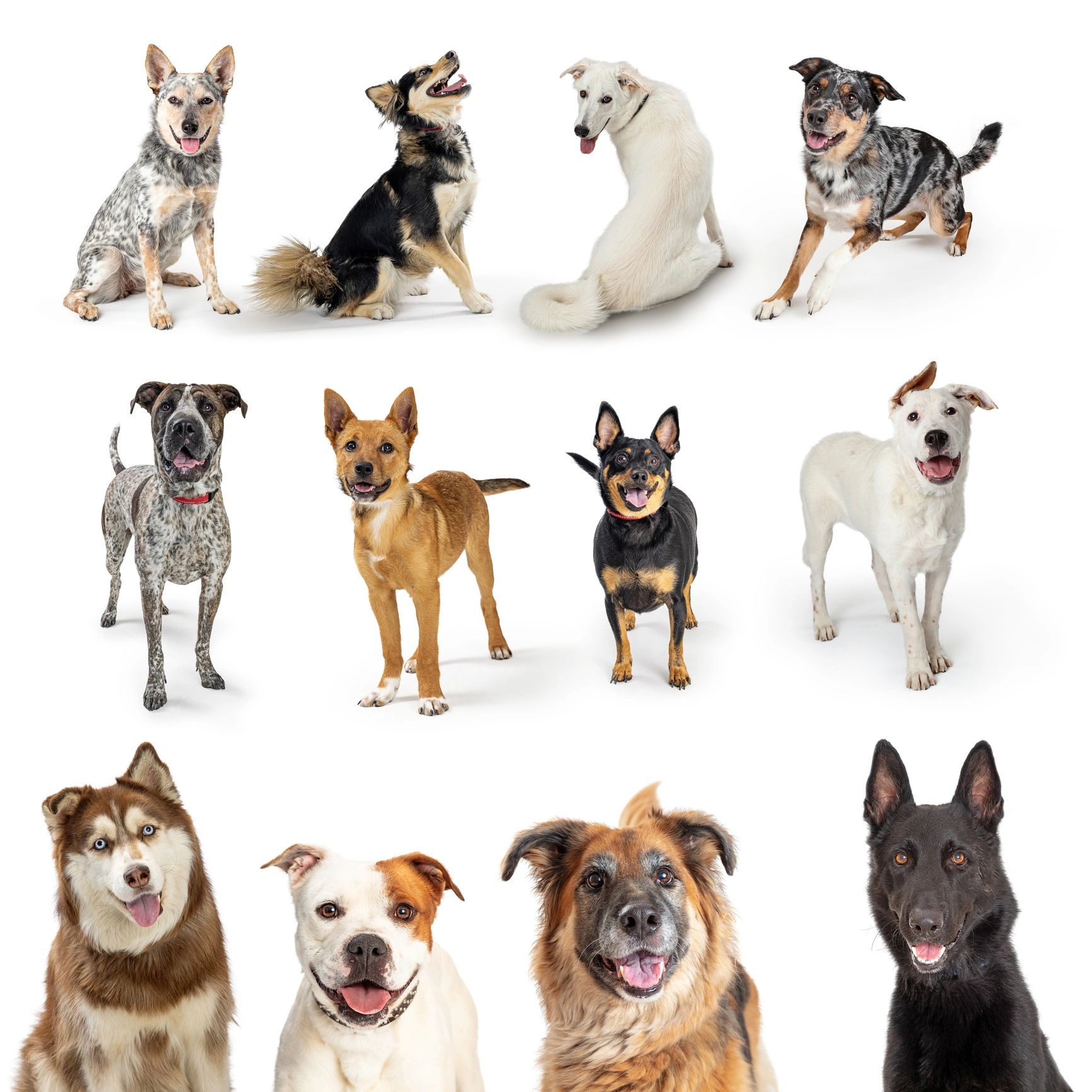 N&J Dog Kennels