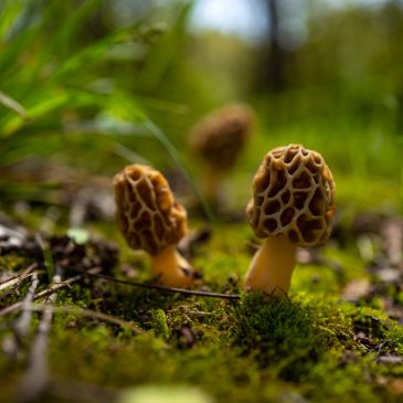 Close-up of two morel mushrooms in a forest.