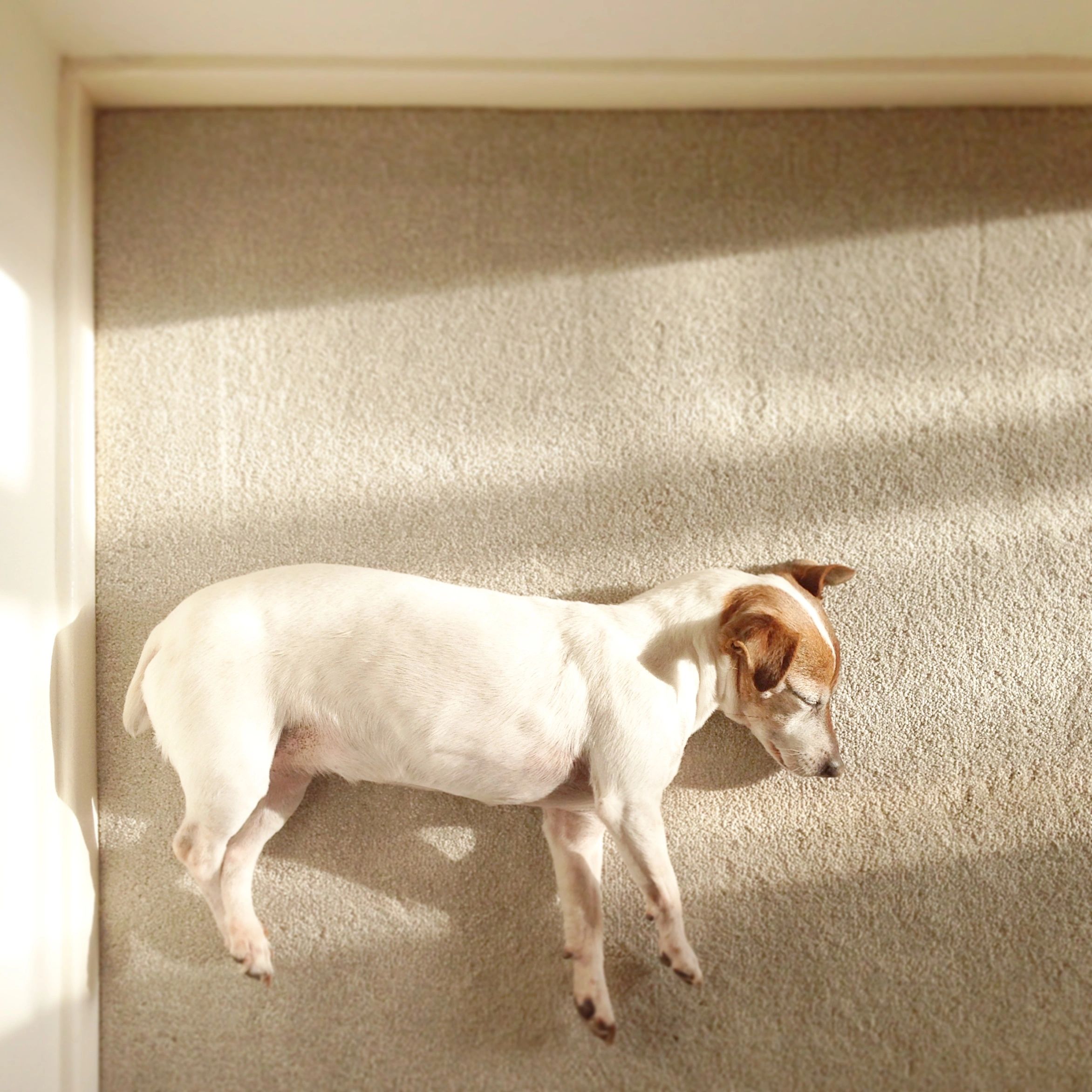 Dog resting on carpet in a sunlit room.