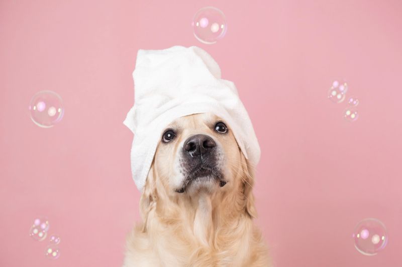 The dog is sitting on a pink background with a yellow duckling and soap bubbles. A golden retriever with a towel on his head takes a bath or a beauty treatment.