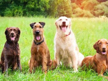 Four dogs sitting in a sunny green yard kept clean by Rocky Mountain Poop Patrol