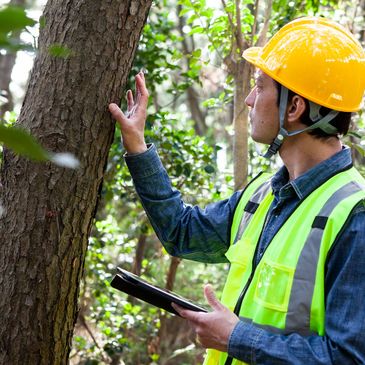 Tree risk assessment 