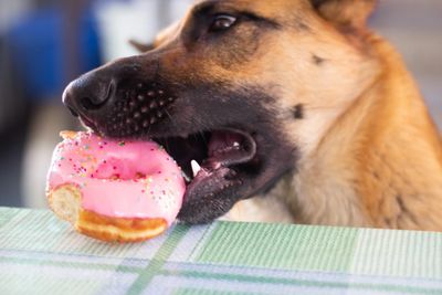A dog biting a pink frosted donut with sprinkles.