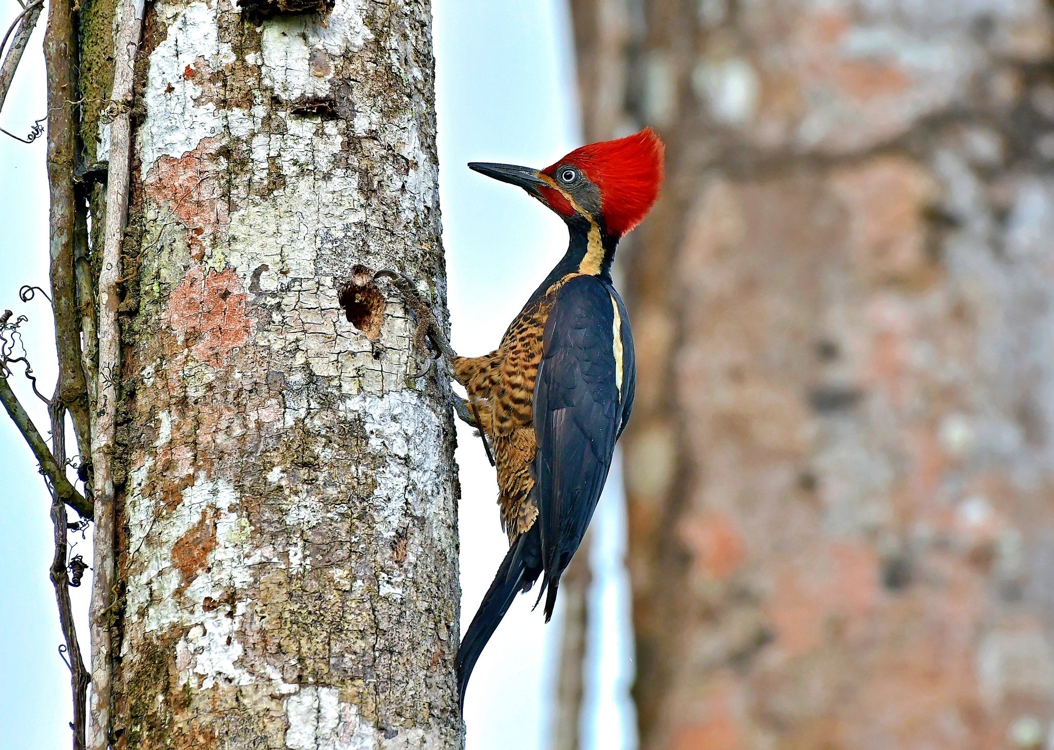 A pileated woodpecker is seen making a nest in a tree trunk.  The woodpecker has a bright red crest on its head.  The bird is the same size as a pigeon.  It is large for a woodpecker.  In this photograph, the wild bird is making a hole in a tree to be used for nesting.  The blue sky can be seen in the background.  This bird is found in the Costa Rica rainforest.