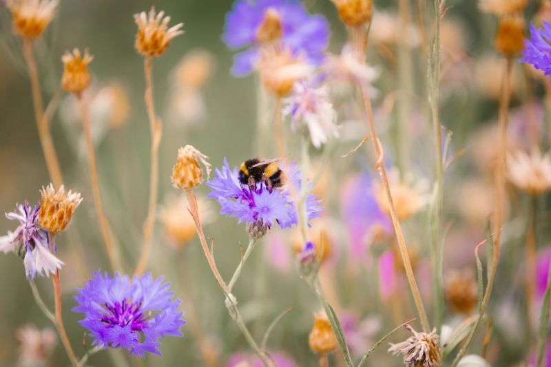 Close up color image of a bee pollinating white wildflowers in a fresh lush meadow. Focus is sharp on the bee while the flowers and green leaves are defocused in the background. Room for copy space.