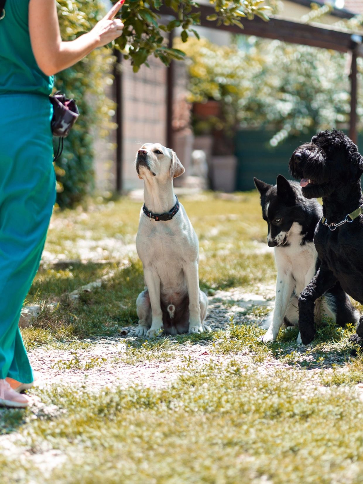 Person training three attentive dogs outdoors on a sunny day.