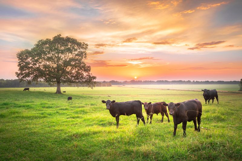 This Pastoral Scene And Lone Tree Was A Nice Evening Spent In The Mississippi Country. These cows sure was curious so I decided to make them the main focus of this photograph.