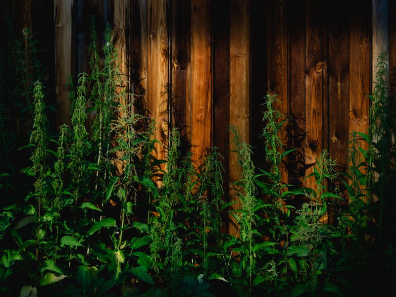 Green bushes of young nettles, close-up. Folk medicine, medicinal useful herbs.