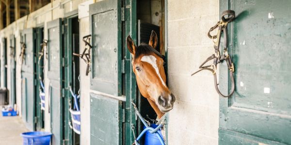 Horse peeking out of a stable door.