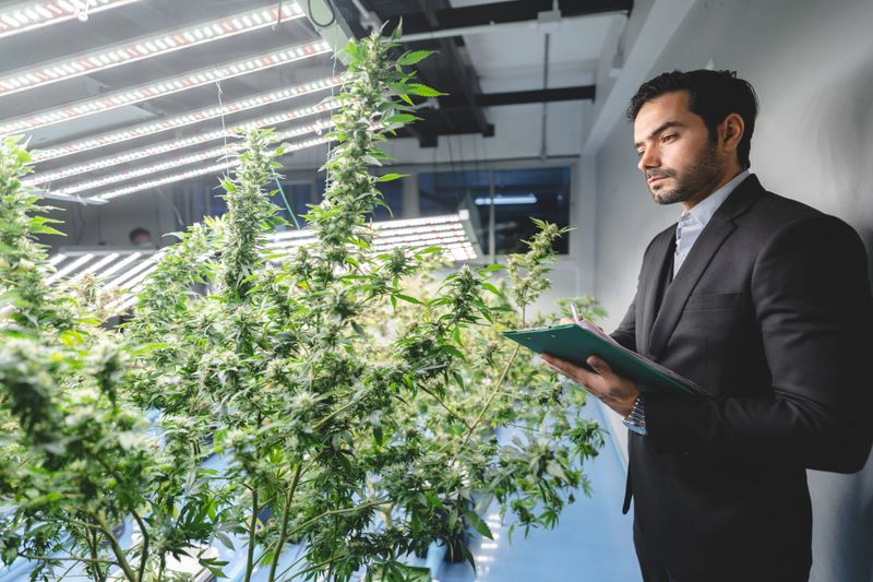 business owner person of cannabis cultivation farming checking a growing of green herbal hemp leaf in greenhouse agriculture field, ganja herb growth in nature plant gardening for marijuana medicine