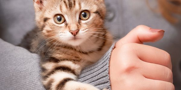A kitten with big eyes being held in a person's arm.