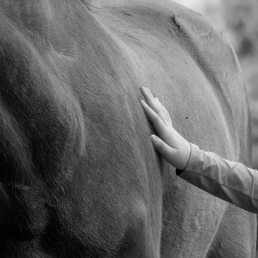 Person touching a horse's body in black and white.