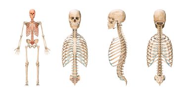 Human skeleton shown from four different anatomical views.