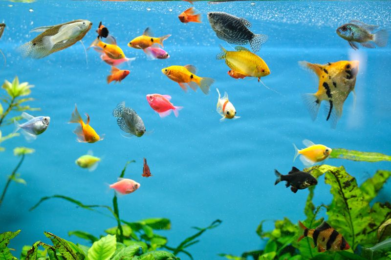 Colorful exotic fish swimming in deep blue water aquarium with green tropical plants.