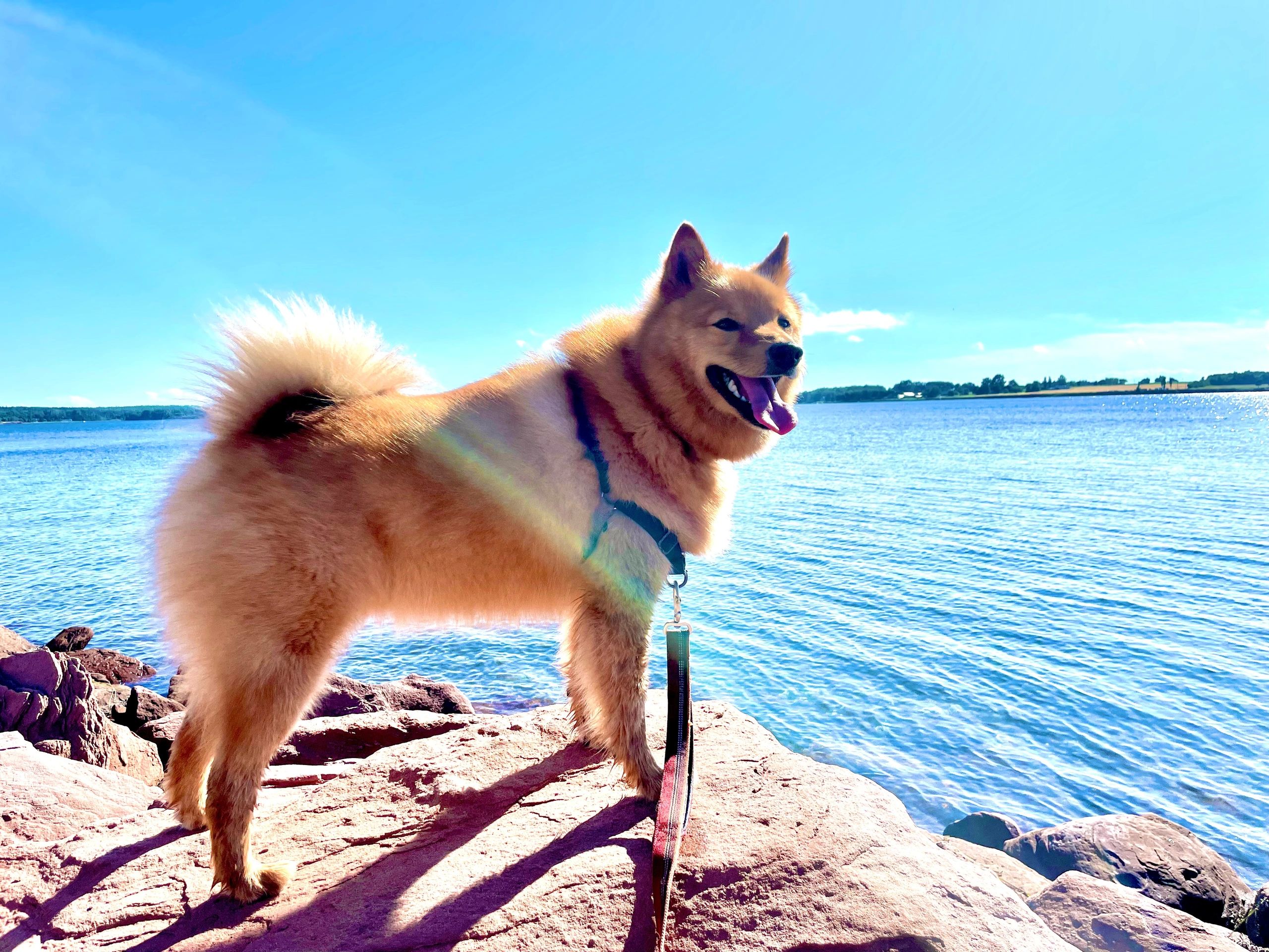 Finnish Spitz in Canada: A Complete Guide