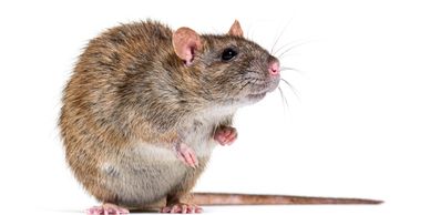 A brown/black rat with a long tail