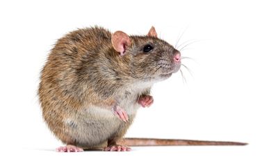Close-up of a brown rat with pink paws and a long tail on a white background.