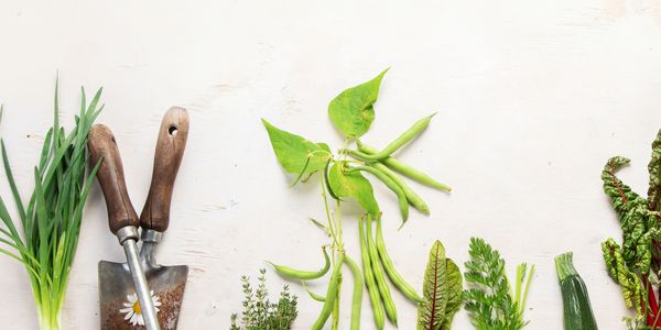 Fresh vegetables and gardening tools arranged on soil against a white background.