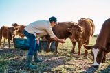 AI for Livestock Management in Australia (2026)