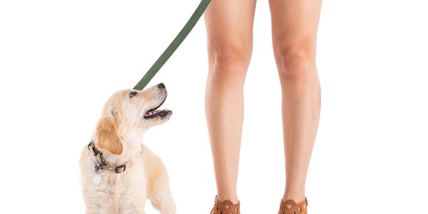 Golden retriever puppy looking up at person holding green leash.