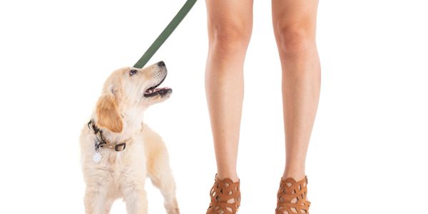 Golden retriever puppy looking up at person holding green leash.