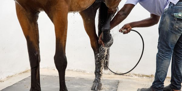 We thoroughly clean horse's feet and legs prior to entering the spa to maintain a clean water 