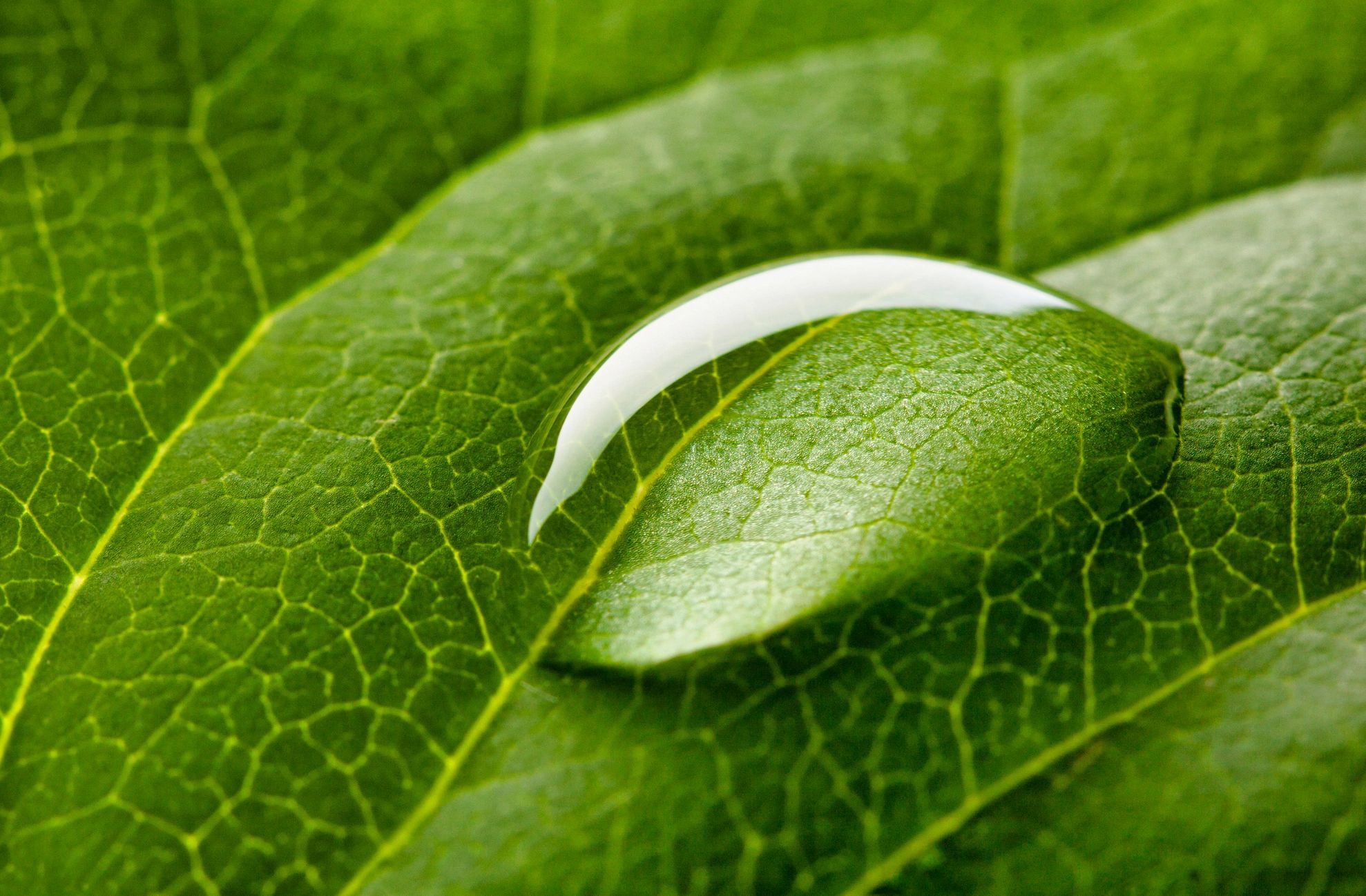 Close-up of a water droplet on a green leaf showing intricate veins.