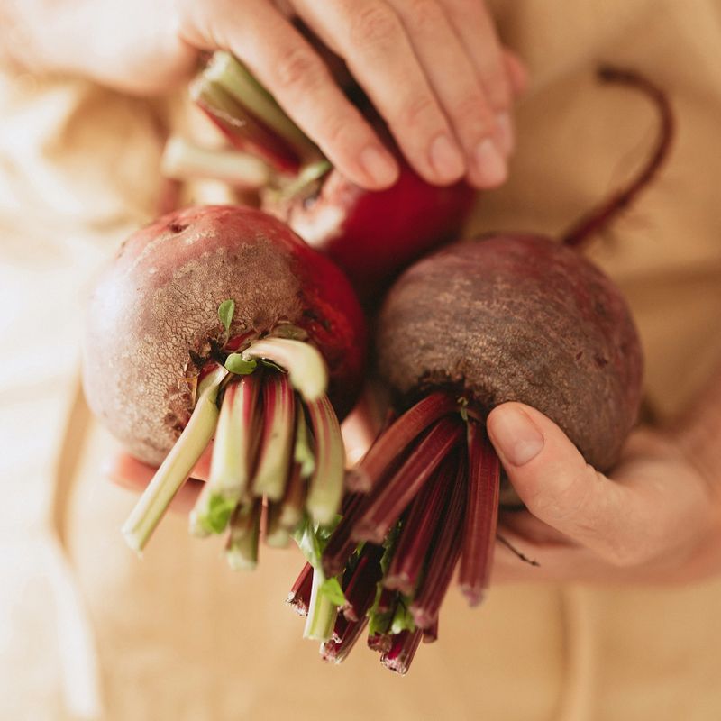 Woman holding beetroot and chioggia beet freshly harvested vegetables from the garden
Photos taken indoors in natural light