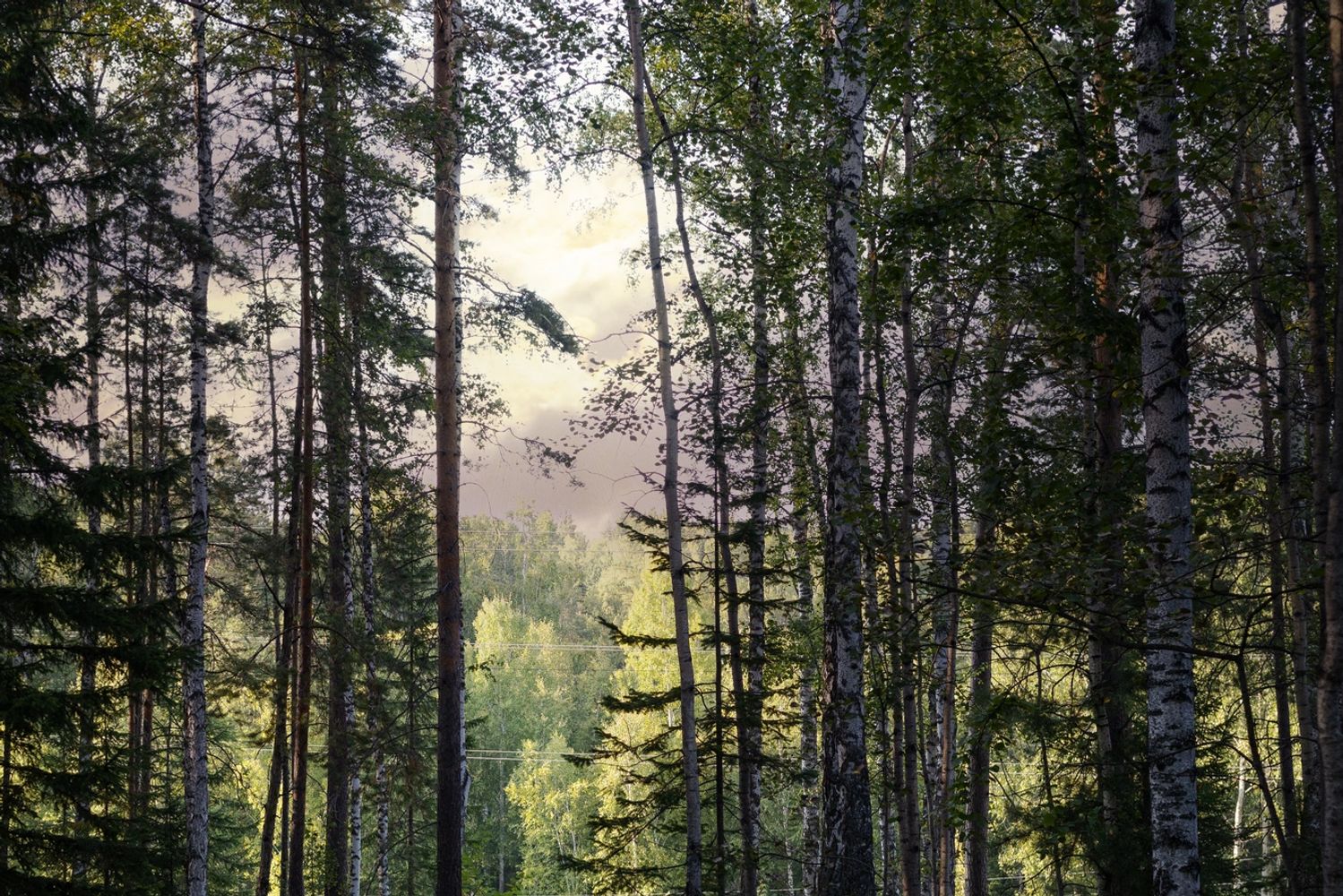 Sunlight filters through a dense forest pathway with tall trees and lush greenery.