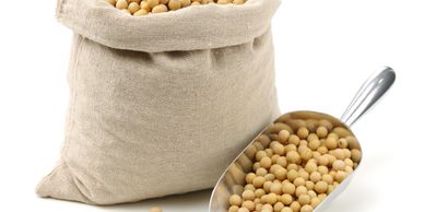 A burlap sack filled with yellow soybeans and a metal scoop beside it.