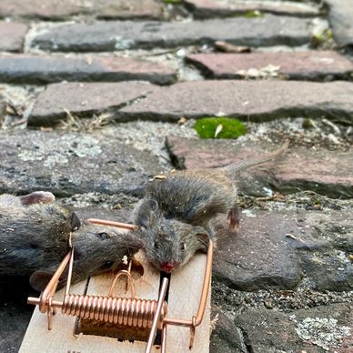 Two mice caught in a mousetrap on a stone surface.