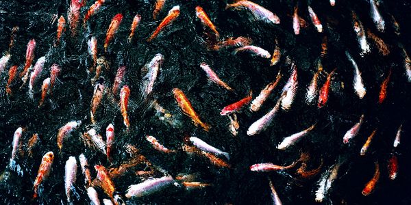 Colorful koi fish swimming in dark water.