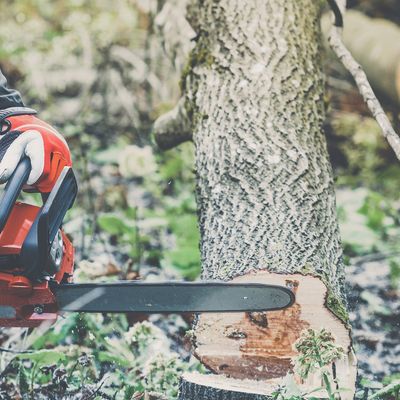 Cutting a tree down in Wexfor, PA.  Tree service in 15090