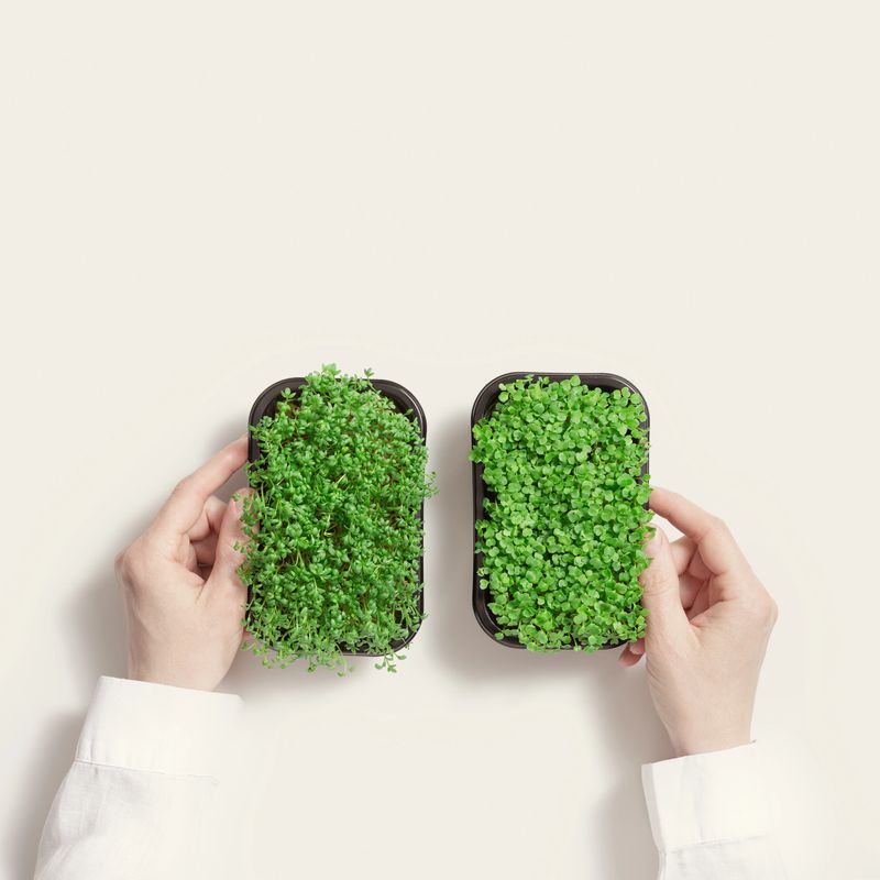 Growing sprouts of arugula and watercress salad in containers, woman hand holding Microgreens on beige background. Healthy food, healthy lifestyle. Seed Germination at home as fresh greens. Top view